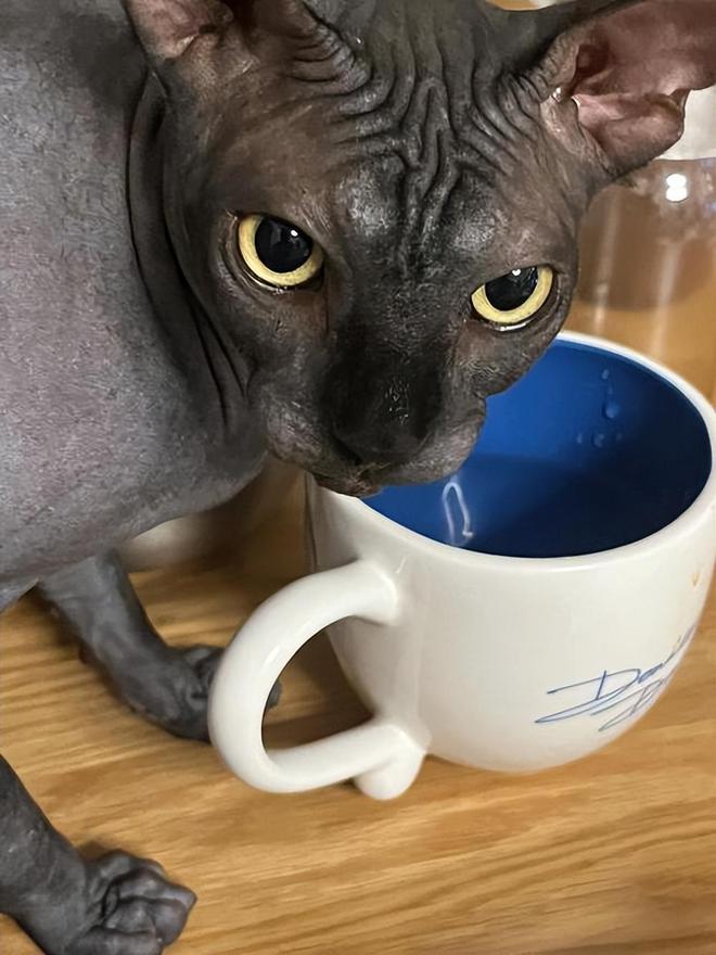 么清洁？这几点要做好！EVO视讯无毛猫皮肤怎