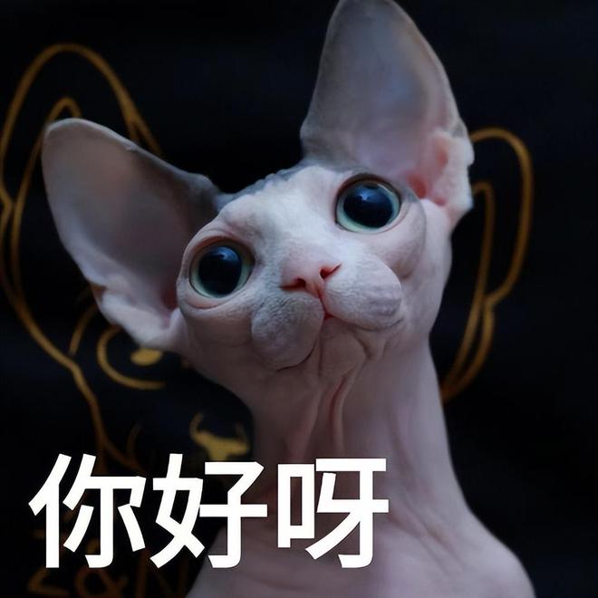 么清洁？这几点要做好！EVO视讯无毛猫皮肤怎(图3)