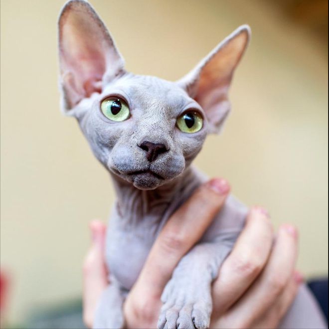 么清洁？这几点要做好！EVO视讯无毛猫皮肤怎(图4)
